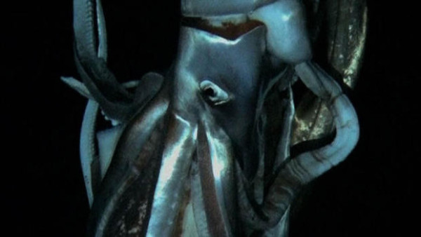 Calamaro gigante - Giant squid