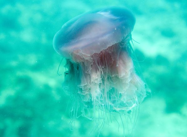 Drymonema larsoni , pink-meanie-jellyfish