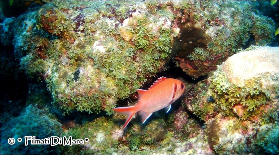 Pesce scoiattolo rosso [Myripristis Murdjan] Pinecone soldierfish - Crimson Soldierfish Foto: Pompano Beach, Florida- gennaio 2013 