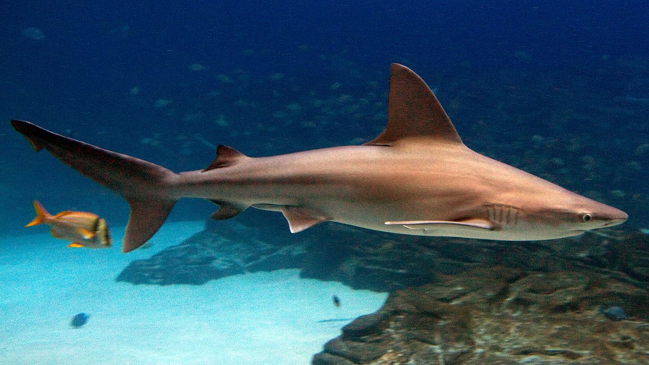 Squalo grigio ,squalo plumbeo - Carcharhinus plumbeus