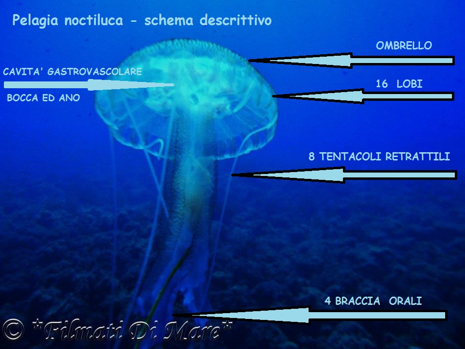 Pelagia noctiluca ,medusa luminosa - Schema descrittivo