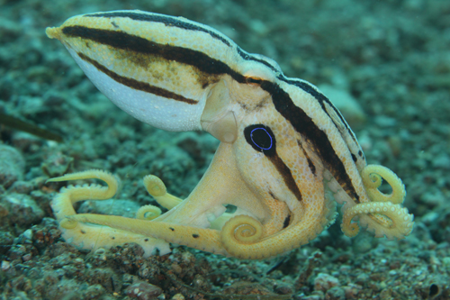 Polpo mototi ,Poison occelate Octopus Octopus mototi