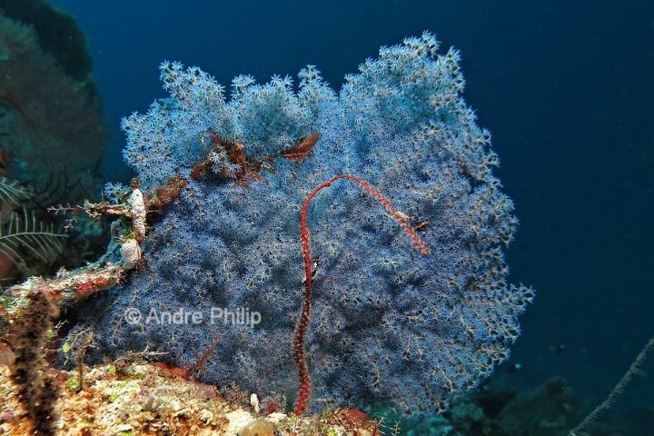 Corallo blu ,Raro corallo blu,blue acropora coral - Isola Nunukan, Indonesia